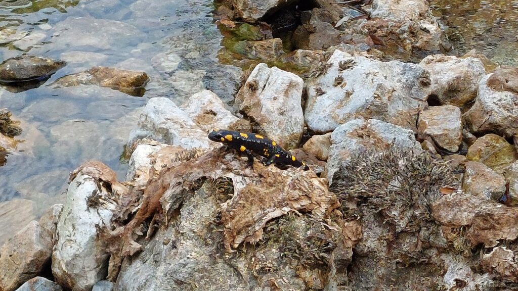Salamandra nera con macchie gialle posata su rocce vicino all’acqua, lungo il torrente della sorgente dell’Una.